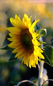 Preview wallpaper sunflower, petals, flower, yellow, summer