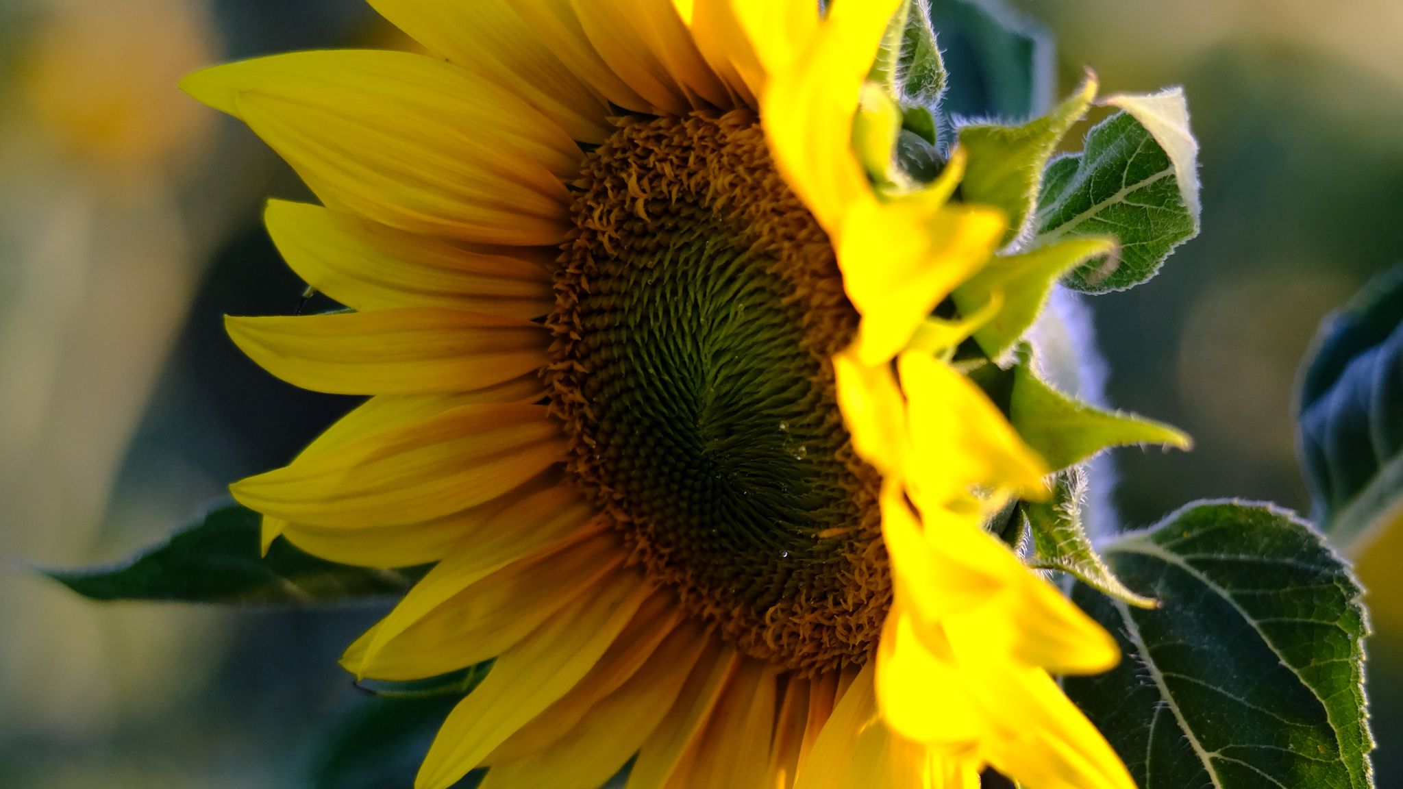 Download Wallpaper 2048x1152 Sunflower Petals Flower Yellow Summer