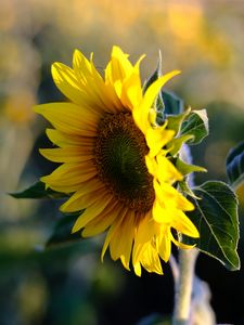 Preview wallpaper sunflower, petals, flower, yellow, summer