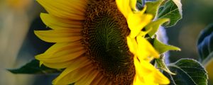 Preview wallpaper sunflower, petals, flower, yellow, summer
