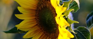 Preview wallpaper sunflower, petals, flower, yellow, summer