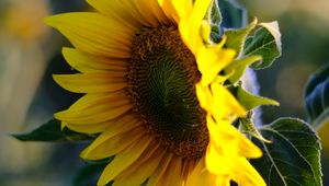 Preview wallpaper sunflower, petals, flower, yellow, summer