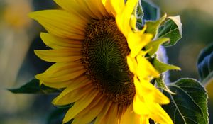 Preview wallpaper sunflower, petals, flower, yellow, summer