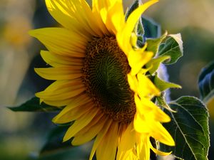 Preview wallpaper sunflower, petals, flower, yellow, summer