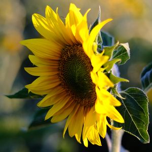 Preview wallpaper sunflower, petals, flower, yellow, summer