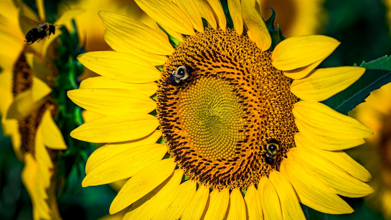 Wallpaper sunflower, petals, flowers, bees, blur, macro