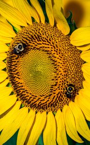 Preview wallpaper sunflower, petals, flowers, bees, blur, macro