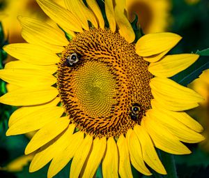 Preview wallpaper sunflower, petals, flowers, bees, blur, macro