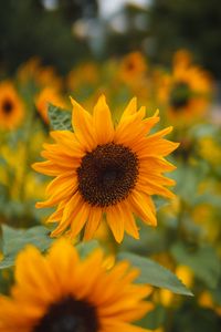 Preview wallpaper sunflower, petals, flowers, field