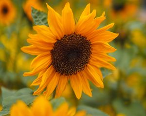 Preview wallpaper sunflower, petals, flowers, field