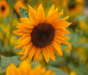 Preview wallpaper sunflower, petals, flowers, field