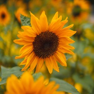 Preview wallpaper sunflower, petals, flowers, field