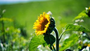 Preview wallpaper sunflower, petals, leaves, plant, blur, flower