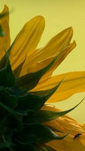 Preview wallpaper sunflower, petals, leaves, background