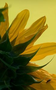 Preview wallpaper sunflower, petals, leaves, background