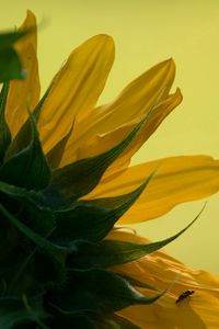 Preview wallpaper sunflower, petals, leaves, background