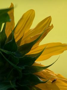 Preview wallpaper sunflower, petals, leaves, background