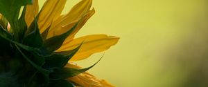 Preview wallpaper sunflower, petals, leaves, background