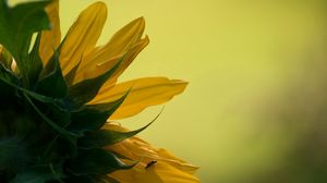 Preview wallpaper sunflower, petals, leaves, background