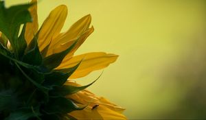 Preview wallpaper sunflower, petals, leaves, background