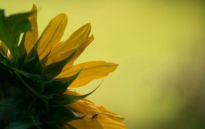 Preview wallpaper sunflower, petals, leaves, background