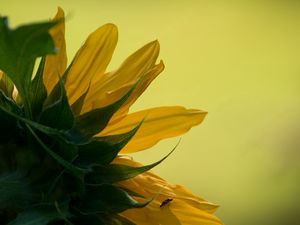 Preview wallpaper sunflower, petals, leaves, background