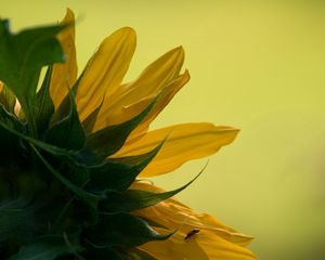 Preview wallpaper sunflower, petals, leaves, background