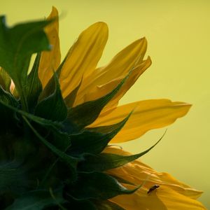 Preview wallpaper sunflower, petals, leaves, background