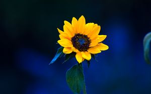 Sunflower 4k ultra hd 16:10 wallpapers hd, desktop backgrounds 3840x2400,  images and pictures