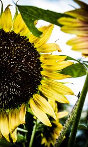 Preview wallpaper sunflower, petals, leaves, yellow