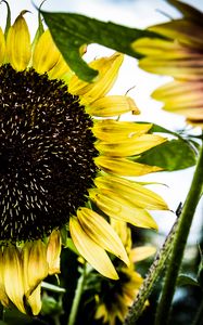 Preview wallpaper sunflower, petals, leaves, yellow