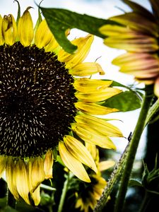 Preview wallpaper sunflower, petals, leaves, yellow