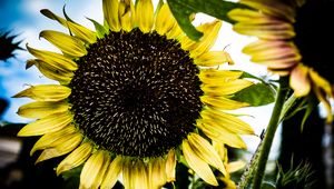 Preview wallpaper sunflower, petals, leaves, yellow