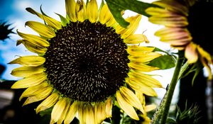 Preview wallpaper sunflower, petals, leaves, yellow