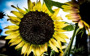 Preview wallpaper sunflower, petals, leaves, yellow