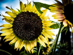 Preview wallpaper sunflower, petals, leaves, yellow