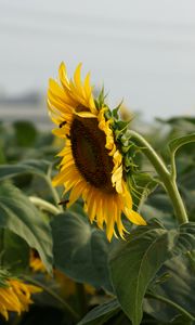 Preview wallpaper sunflower, petals, leaves, flower