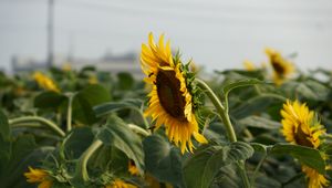 Preview wallpaper sunflower, petals, leaves, flower