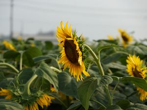 Preview wallpaper sunflower, petals, leaves, flower