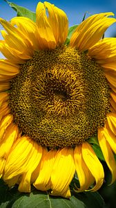 Preview wallpaper sunflower, petals, macro, yellow, plant