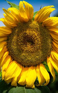 Preview wallpaper sunflower, petals, macro, yellow, plant