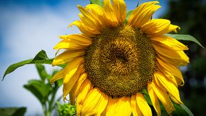 Preview wallpaper sunflower, petals, macro, yellow, plant