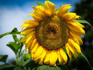 Preview wallpaper sunflower, petals, macro, yellow, plant