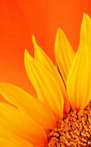 Preview wallpaper sunflower, petals, macro, flower