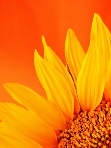 Preview wallpaper sunflower, petals, macro, flower