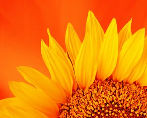 Preview wallpaper sunflower, petals, macro, flower