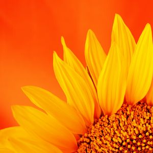 Preview wallpaper sunflower, petals, macro, flower