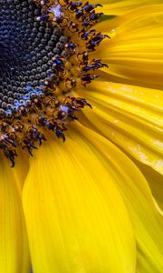 Preview wallpaper sunflower, petals, seeds, flower, macro