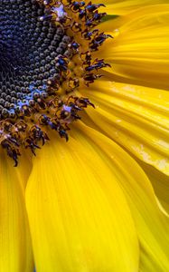 Preview wallpaper sunflower, petals, seeds, flower, macro