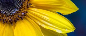 Preview wallpaper sunflower, petals, seeds, flower, macro